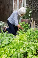 Owner, Yvonne Marks - collecting salad and summer leaves from small raised vegetable bed - Crowmarsh House