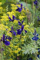 The Anneka Rice Colour Cutting Garden, view of mix flower border with Iris 'Pansy Purple' and Lupinus pilosus 