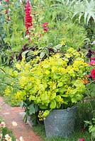 The Anneka Rice Colour Cutting Garden - Smyrnium perfoliatum in a silver bucket - RHS Chelsea Flower Show 2017