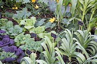The Chris Evans Taste Garden - Leek 'Cumbria', Pak Choi 'Ruby', Chinese pak choi, Chinese cabbage, Sweetcorn 'Sundance, Courgette 'Green Griller' and 'Yellow Zucchini' - RHS Chelsea Flower Show 2017