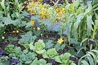 The  Chris Evans Taste Garden - Pak Choi 'Ruby', Chinese pak choi, Chinese cabbage, Sweetcorn 'Sundance, Courgette 'Green Griller', Courgette 'Yellow Zucchini' and Nasturtium 'Tall mixed' - RHS Chelsea Flower Show 2017