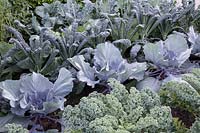 The BBC Radio 2 Chris Evans Taste Garden - Kale 'Reflex', Cabbage 'Red Jewel', Kale 'Nero di Toscano', Broccoli 'Green Magic'- RHS Chelsea Flower SHow