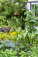 The Chris Evans Taste Garden - Orange Dahlia  and vegetables including Courgette 'Green Griller' and Corn 'Sundance' - RHS Chelsea Flower Show 2017 