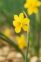 Narcissus willkommii  - Daffodil  Div.  13 Species