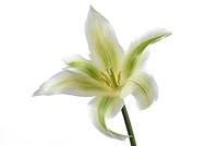 Tulipa  'Greenstar' - Tulip 