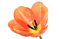 Tulipa  'Orange Dynasty' - Tulip