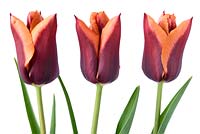 Tulipa  'Slawa'  - Tulip  