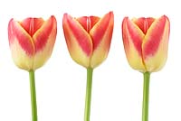 Tulipa  'Candy Corner'  Tulip  Triumph Group  April