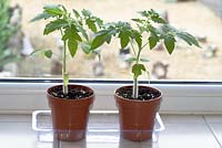 Solanum lycopersicum  'Gardener's Delight'   AGM  Cherry tomato  Syn.  Lycopersicon esculentum  Young plants on windowsill  April