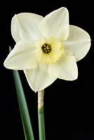 Narcissus  'Green Eyed Lady'  Daffodil  Div. 3 Small-cupped  Syn.  'Green Eyes'  April