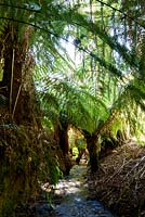 Stream edged with tree ferns, Dicksonia antarctica at Tregrehan Gardens