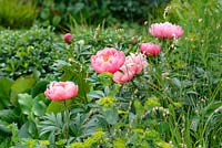 The Breast Cancer Now Garden: Through the Microscope - Paeonia 'Coral Charm' among Euphorbia and grasses - RHS Chelsea Flower Show 2017 