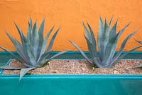Beneath A Mexican Sky Garden - View of turquoise container with Agave americana grown in gravel - RHS Chelsea Flower Show 2017