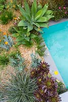 Beneath a Mexican Sky Garden - Agave attenuata, Bulbine frutescens 'Hallmark' and Aeonium 'Zwartkop' in Luis Barragan inspired garden with aquamarine pool - RHS Chelsea Flower Show 2017