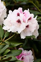Rhododendron 'Harkwood Premiere'