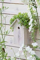 Living Landscapes - City Twitchers Garden - White painted fence with bird box, Digitalis purpurea f. 'Albiflora' - Designer CouCou Design, Sarah Keyser -  RHS Hampton Court Flower Show 2015