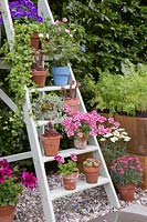 Display of terrocotta pots on painted ladded - mixed planting