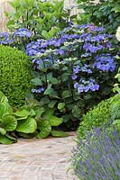 Hydrangea macrophylla 'Zorro' in Squires Garden Center: Urban Oasis - RHS Hampton Court Palace Flower Show 2015 