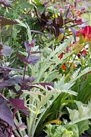 Planting combination with Red Orache and Artichoke