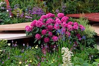 Pink Rhododendron with Iris typhifolia and Primula vialii - The Chengdu Silk Road Garden - RHS Chelsea flower show 2017 - Designer: Laurie Chetwood and Patrick Collins