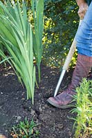 Step by step series of lifting Gladiolus in Autumn - Woman digging corms up with a fork