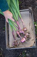 Step by step series of lifting Gladiolus in Autumn - woman placing the lifted corms in wooden tray lined with hessian