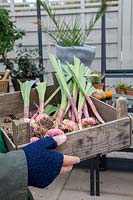 Woman carrying wooden tray with lifted Gladiolus corms into greenhouse for overwintering