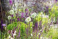 The RHS Greening Grey Britain Garden - Mixed border planted with Alliums 'Mount Everest' and Salvia nemorosa 'Caradonna' - RHS Chelsea Flower Show 2017