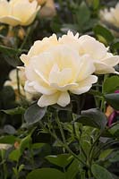 Rosa 'Simple Yellow'