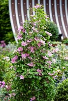The 'Spring' by Hillier garden, Clematis 'Sally' on obelisk - RHS Chelsea Flower Show 2017