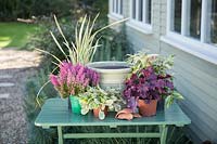 Ingredients for planting a Winter interest container on table