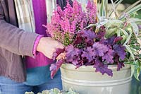 Woman planting Erica gracilis 'Beauty Queens' in Winter interest container