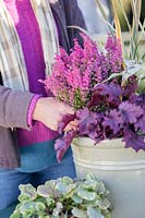 Woman planting Erica gracilis 'Beauty Queens' in Winter interest container