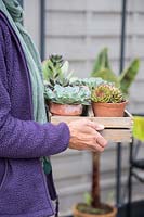 Woman carrying tray of succulents in terracotta pots into greenhouse for overwintering