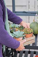 Woman placing succulents in terracotta pots on to staging in greenhouse for overwintering