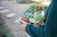 Woman carrying tray of succulents in terracotta pots 