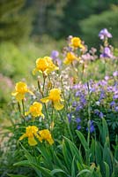 Yellow bearded irises in border with geraniums and white campion