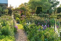 View of garden crammed with irises, roses, camassias, aquilegias, phlox Gladiolus communis subsp. byzantinus, foxgloves and topiary yew trees in background.