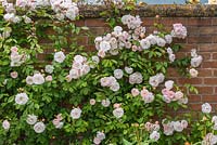 Rosa 'The Lady Of The Lake' trained on wall