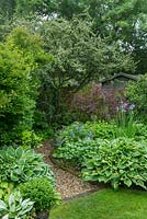 Border with hostas, hellebores, Geranium 'Johnson's Blue', Iris sibirica and berberis with a gravel path leading to shed