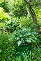 Hosta 'June' in green glazed container set within shady border