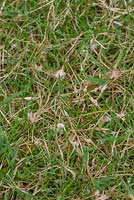 Laetisaria fuciformis in lawn in June after wet humid weather