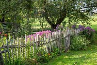 Traditional wooden picket fence surrounding a Bavarian farmer's garden with Asters