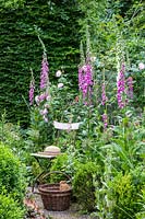 Antique garden chair with straw hat and wicker basket in front of Foxgloves and Peonies, Buxus, Digitalis purpurea and Saxifraga umbrosa