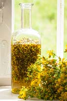 A bottle with Hypericum perforatum - St johns wort oil made of cold-pressed olive oil