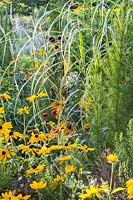 Detail of colour schemed annual planting in Weihenstephan with Eupatorium capillifolium 'Elegant Feather', Rudbeckia hirta 'Chim Chiminee', Rudbeckia hirta 'Indian Summer' and Rudbeckia hirta 'Marmelade'