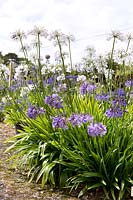Agapanthus Collection at Pine Cottage Plants