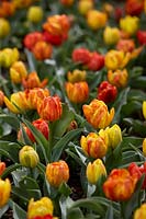Tulipa 'Flaming Baby'