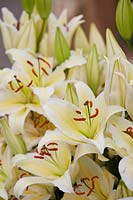Lilium 'Chill Out'