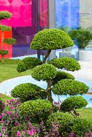 Cloud topiary, Ilex crenata, underplanted with Agapanthus and Salvia, GRP seating surrounded by a circular rill, hydroponic salad towers, with a backdrop of coloured acrylic panelling - Journey of Life - RHS Hampton Court Palace Flower Show 2017. Designer: Edward Mairis. Sponsor: Xardin Gardens